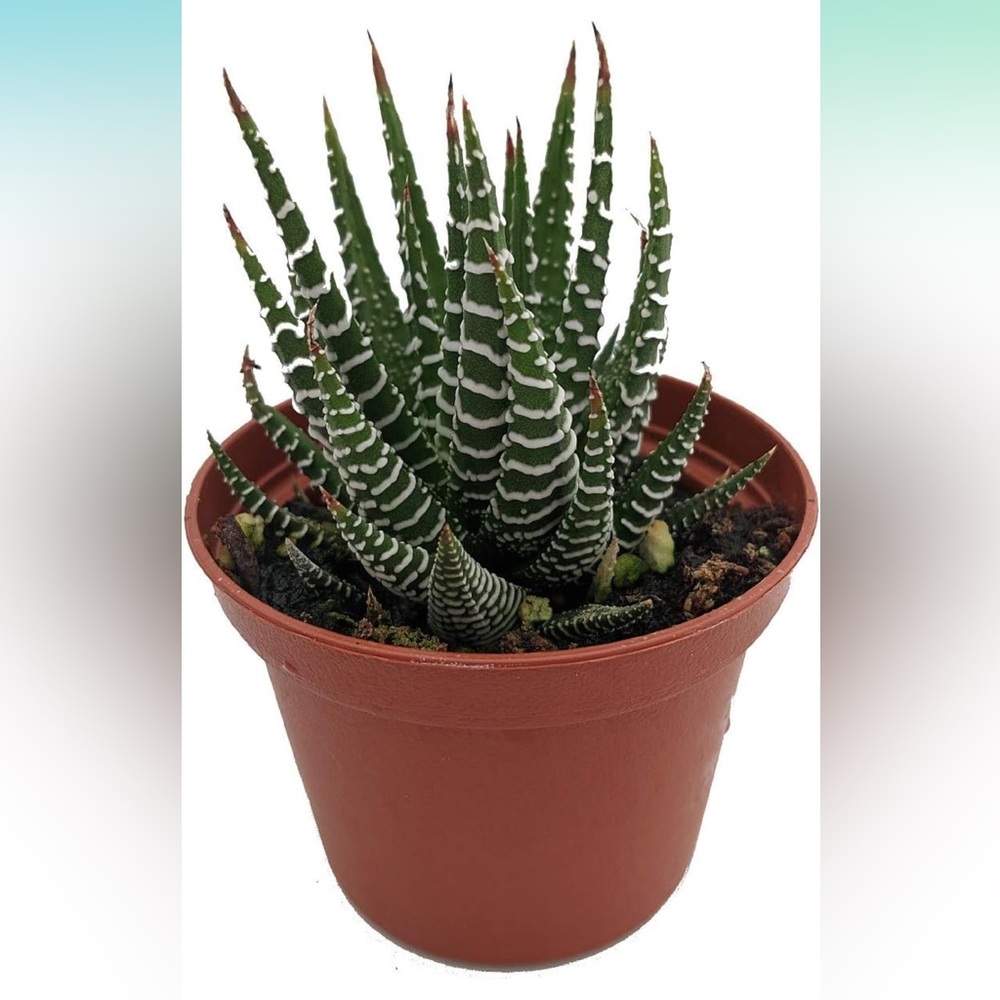 Striped Succulent with pot / zebra plant
